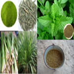 Spray Cowdung or Mint or Lemongrass Extract